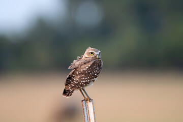 Burrowing Owl on Fence Post 