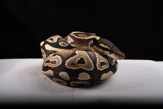 Ball Python for Sale 