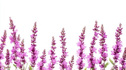 A horizontal arrangement of vibrant purple loosestrife flowers displays their striking beauty against a pristine white backdrop, perfect for various design uses