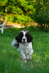 Dog portrait. English Springer Spaniel outdoors.