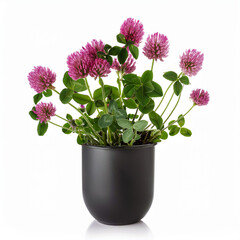 Pink Clover Flowers in Black Pot