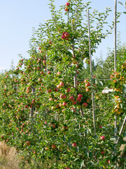 Industrial agricultural apple orchard. Food production. Red apples hanging on the trees.