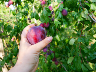 Hand holding a plum