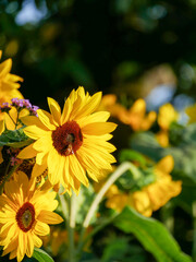 Sunflowers