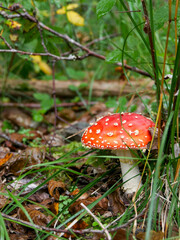 Red Fly Agaric- Toadstool.