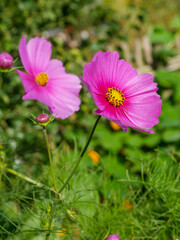 Floral background. Flower.