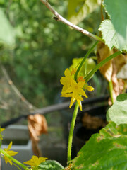 Floral background. Flower.