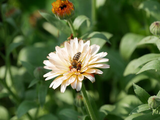 Close-up photography of a bee sitting on an orange and peach colored Caldendula. Honey Bee sitting on a peach colored Calendula flower in the garden. Beautiful close-up insect photography. Floral back