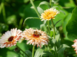 Honey Bee sitting on a peach colored Calendula flower in the garden. Beautiful close-up insect photography. Floral background. Summer season. Medicinal herb.