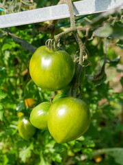 Tomatoes haning on the vine in the garden. Green natural background. Vegetables. Sun. Summer.