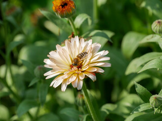 Close-up photography of a bee sitting on an orange and peach colored Caldendula. Honey Bee sitting on a peach colored Calendula flower in the garden. Beautiful close-up insect photography. Floral back