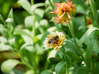 Honey Bee sitting on a peach colored Calendula flower in the garden. Beautiful close-up insect photography. Floral background. Summer season. Medicinal herb.
