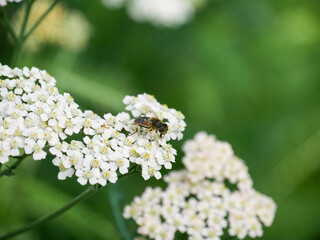 Fly sitting on white yarrow flower. Close-up insect photography. Garden and flower background. Summer.