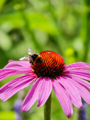 Floral background. Flower.