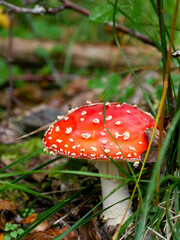 Fly Agaric Mushroom