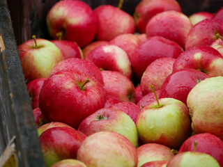 Fresh harvest of apples