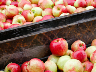 Apples in wooden crates