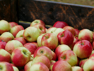 Lots of apples in a box