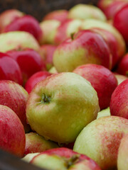 Apples