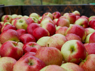 Fresh apple harvest