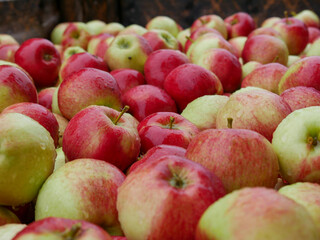 Close-up of apples 