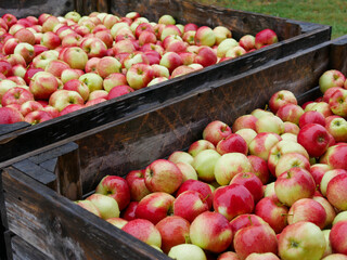 Apples in Wooden Crate