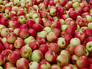 Apple harvest