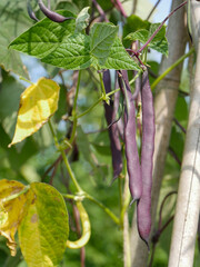 Purple beans on the vine