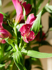 Beautiful bouqet of flowers in direct sunlight. Interior design and inspiration. Decorative flower arrangement. Pink flowers and greenery.