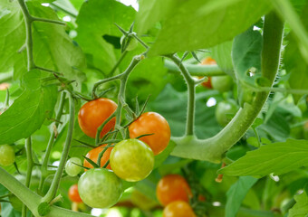 Tomatoes on the vine