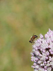 Macro photography of a fly sitting on a lilac Allium flower. Insect close-up photography.
