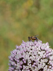 Macro photography of a fly sitting on a lilac Allium flower. Insect close-up photography.