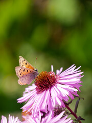 Small butterfly sitting in a pink flower. Insect photography. Macro close-up and bright colors.