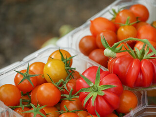 Tomato harvest