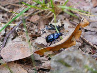Shiny black beetle in the forest