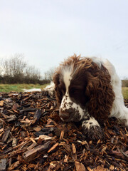 English Springer Spaniel portrait outdoors. Cute dog.