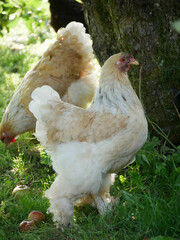 Chicken portrait