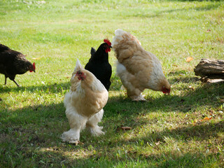 Free-range chickens