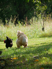 Chickens in the yard