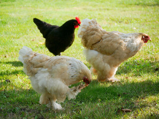 Chickens outdoors in the grass