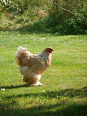 Chicken in the grass