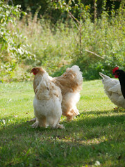 Chickens outdoors in the green yard