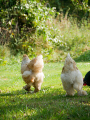 Free-range chickens outdoors