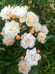 Floral background. Summer florals.