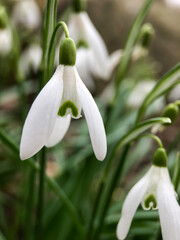Fototapeta premium Close-up of the common snowdrop peaking up arfter winter, in early spring. Galanthus nivalis. Spring signs. Flowers close-up.