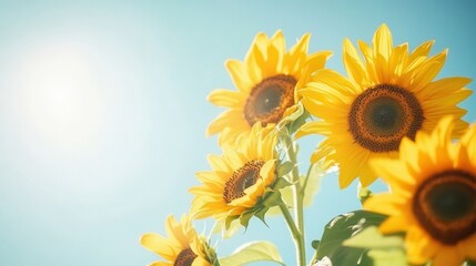 Fototapeta premium A vibrant bouquet of sunflowers enjoys the sunlight, showcasing their bright yellow petals against a clear blue sky. Generative AI
