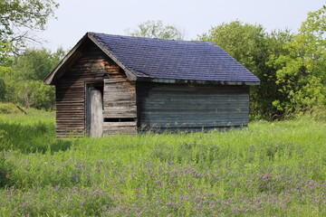Fototapeta premium abandoned farm utility building or shed in overgrown grass