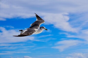 空飛ぶカモメ、汽船から観察3