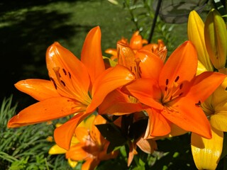 orange tiger lily