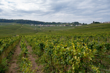 Landscape with green grand cru vineyards near Cramant and Avize, region Champagne, France. Cultivation of white chardonnay wine grape on chalky soils of Cote des Blancs